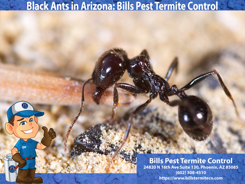 We can help with Seasonal Pests in Phoenix Az