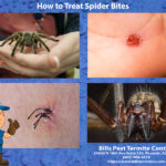 How to Treat Spider Bites