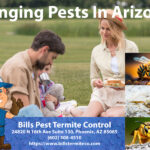 Stinging Pests In Arizona