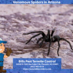Venomous Spiders in Arizona
