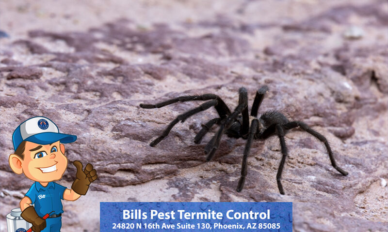Venomous Spiders in Arizona