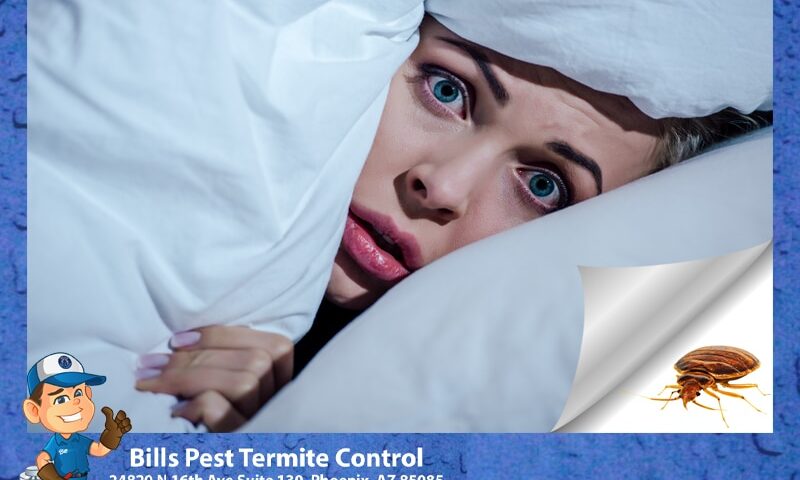 Are Bed Bugs in AirBnB Common?