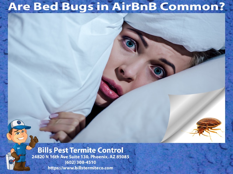Are Bed Bugs in AirBnB Common?
