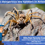 How dangerous are Spiders in Arizona?