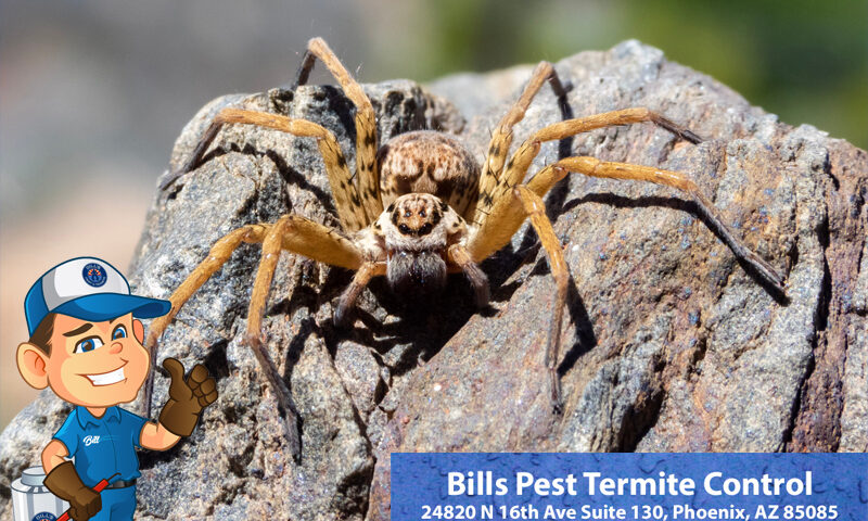 How dangerous are Spiders in Arizona?