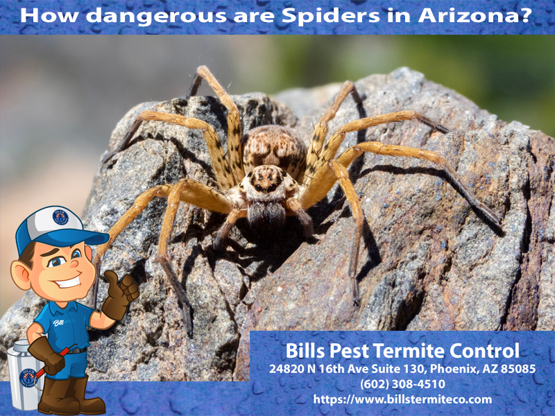 How dangerous are Spiders in Arizona?