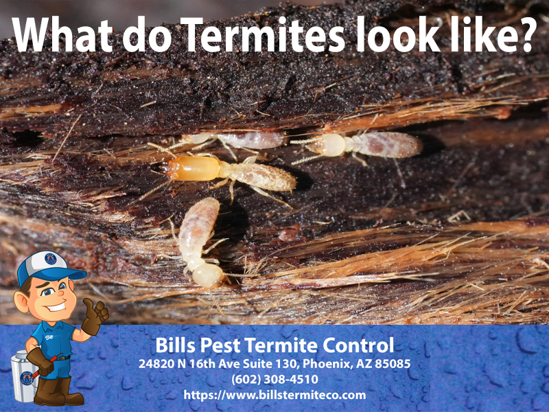 What do Termites look like?