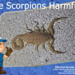 Are Scorpions Harmful? Bills Pest Termite Control