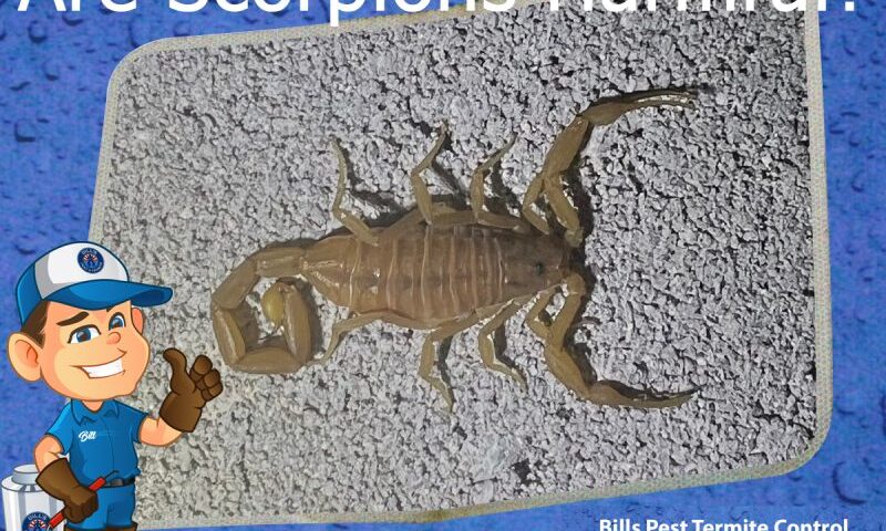 Are Scorpions Harmful? Bills Pest Termite Control