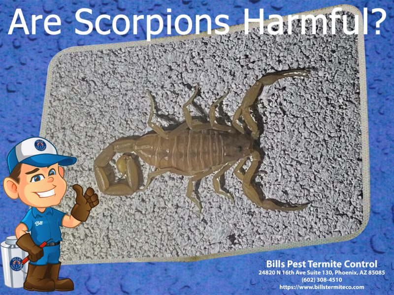 Are Scorpions Harmful? Bills Pest Termite Control