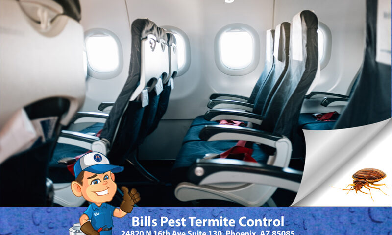 Can you get Bed Bugs on a Plane?