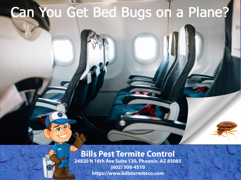 Can you get Bed Bugs on a Plane?