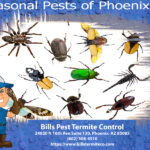 Seasonal Pests of Phoenix AZ
