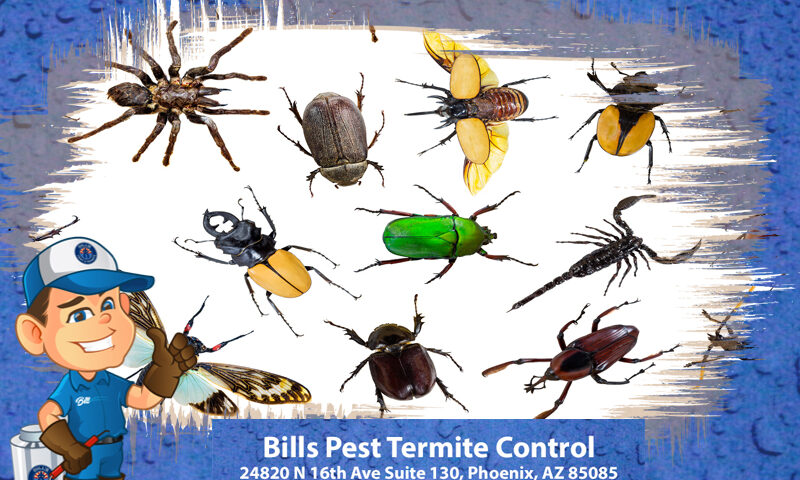 Seasonal Pests of Phoenix AZ