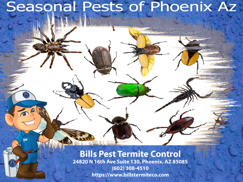 Seasonal Pests of Phoenix AZ