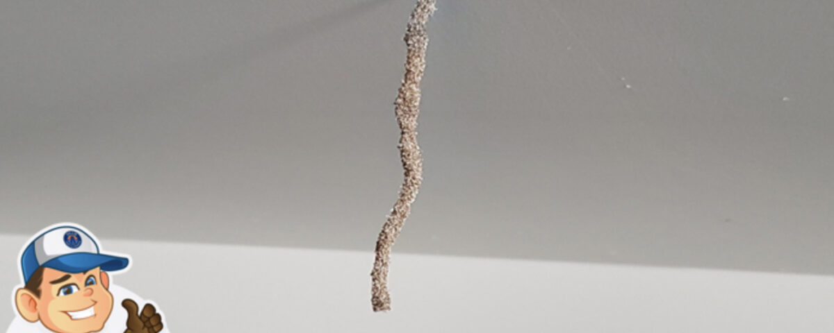 Termites in Bathroom - Best Termite Control Company in Arizona