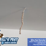 Termites in Bathroom - Best Termite Control Company in Arizona