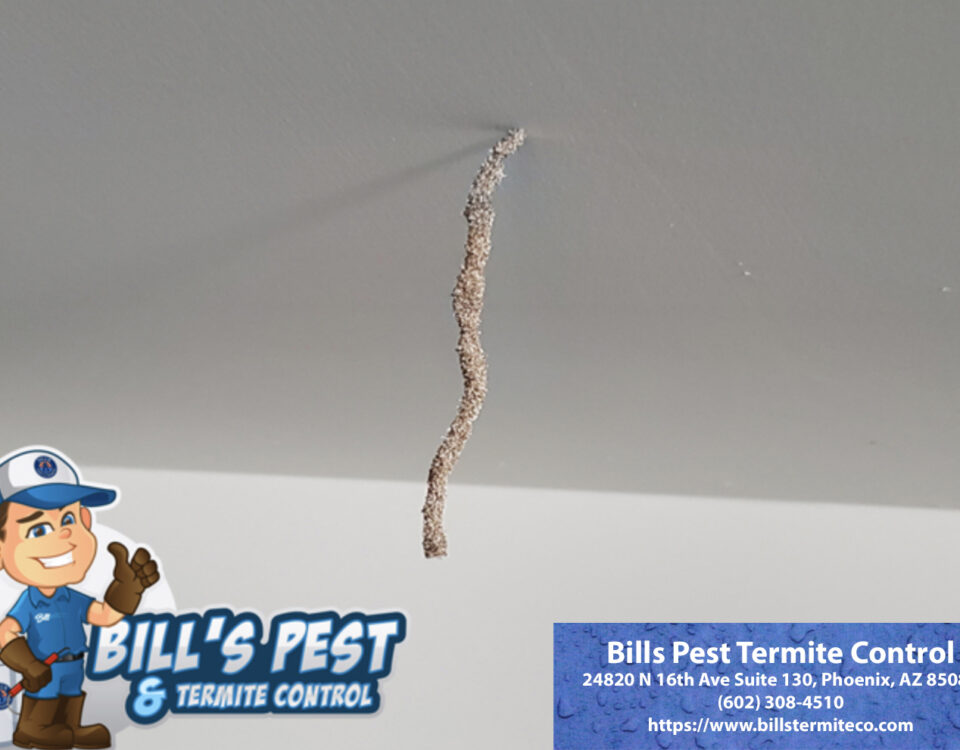 Termites in Bathroom - Best Termite Control Company in Arizona