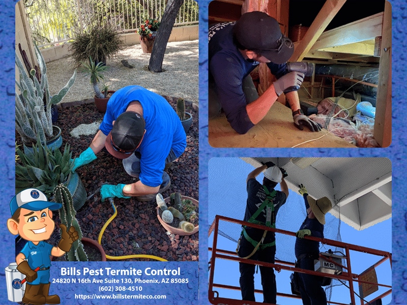 Best Pest Control Companies Phoenix Az