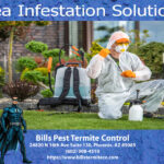 Best Flea Infestation Solutions : Bills Pest Termite Control