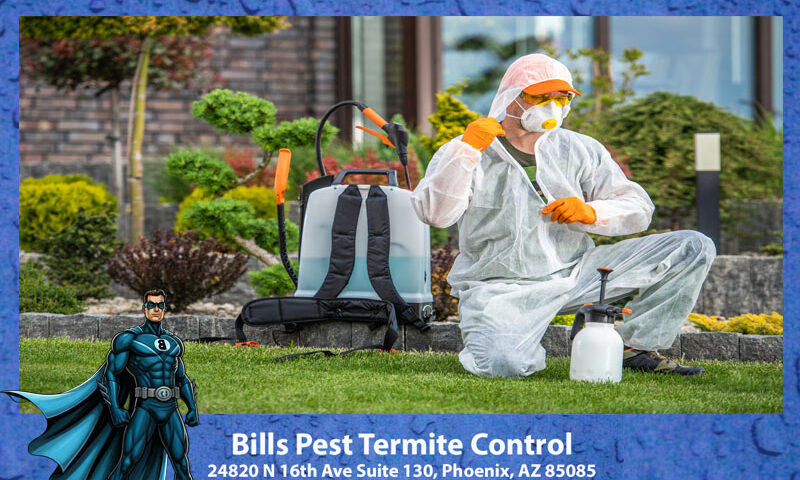 Best Flea Infestation Solutions : Bills Pest Termite Control