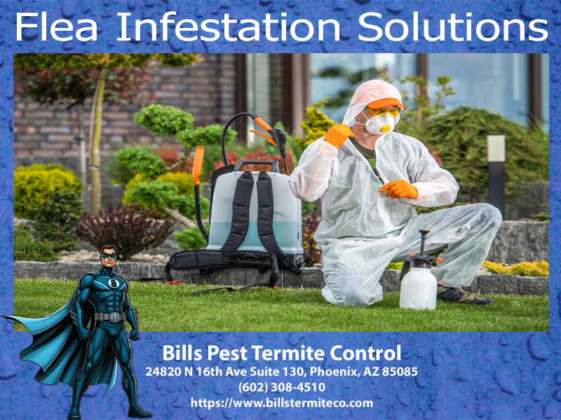 Best Flea Infestation Solutions : Bills Pest Termite Control
