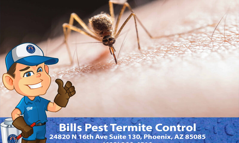 How to Deal with Mosquitoes: Your Essential Guide from Bill's Pest Termite Control