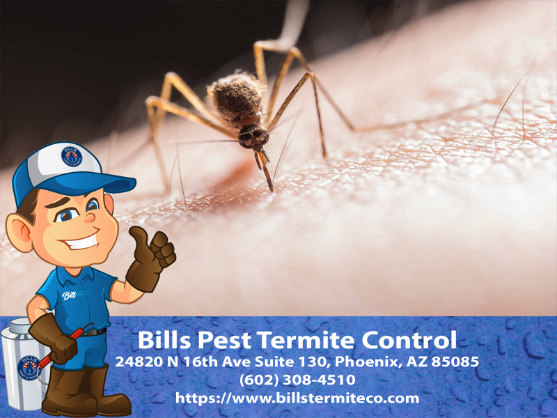 How to Deal with Mosquitoes: Your Essential Guide from Bill's Pest Termite Control