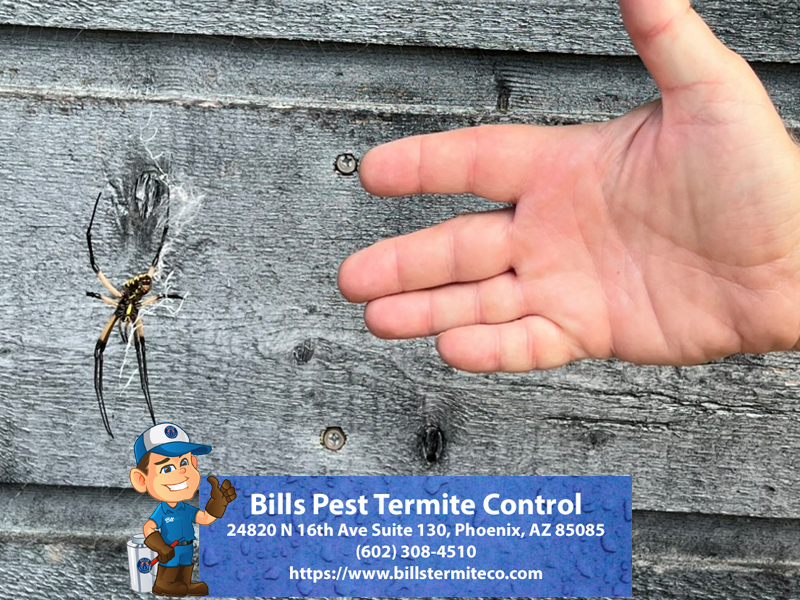 Joro Spider Exterminator Phoenix Arizona