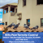 Ultimate Guide to Pigeon Proofing Your Property in Phoenix- Tips and Tricks from the Experts