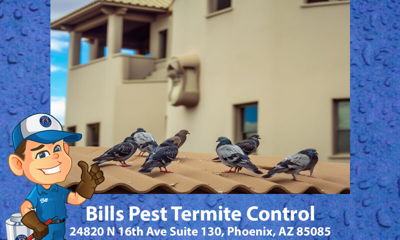 Ultimate Guide to Pigeon Proofing Your Property in Phoenix- Tips and Tricks from the Experts