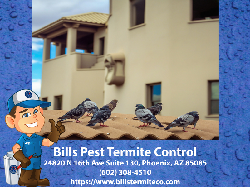 Ultimate Guide to Pigeon Proofing Your Property in Phoenix- Tips and Tricks from the Experts