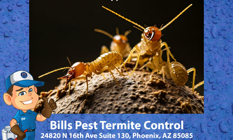 What is the safest type of termite control?
