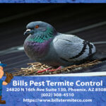 Why Do Pigeons Nest under Solar Panels?