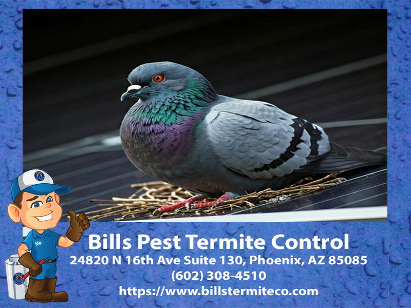 Why Do Pigeons Nest under Solar Panels?