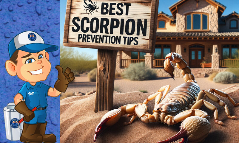 Best Scorpion Prevention Tips Arizona Scorpion Control