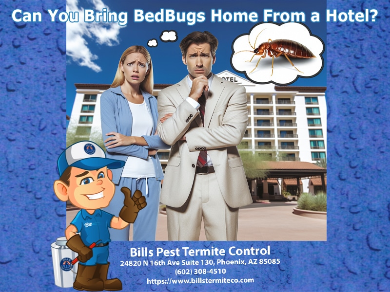 Can you bring BedBugs home from a hotel?