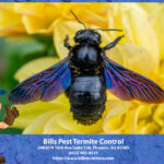 Best Carpenter Bees Pest Control in Phoenix Az