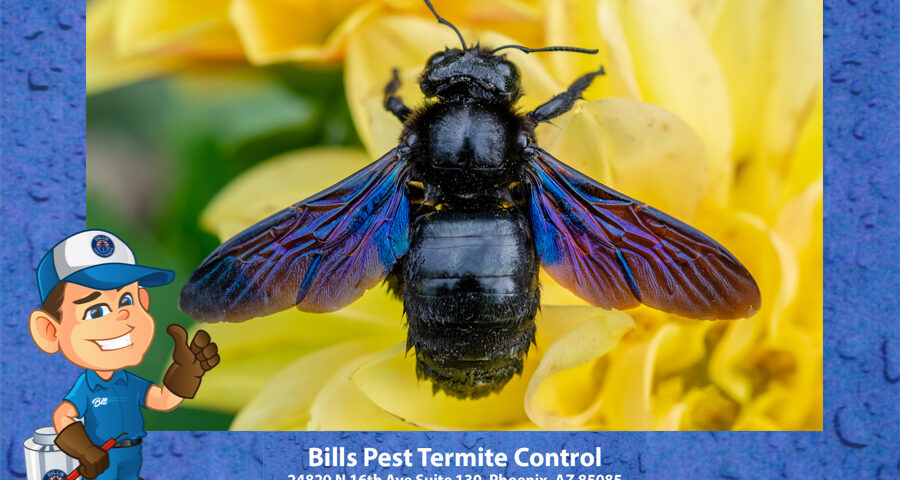 Best Carpenter Bees Pest Control in Phoenix Az