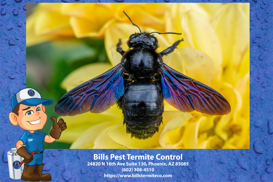 Best Carpenter Bees Pest Control in Phoenix Az
