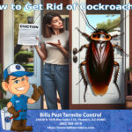 How to Get Rid of Cockroaches