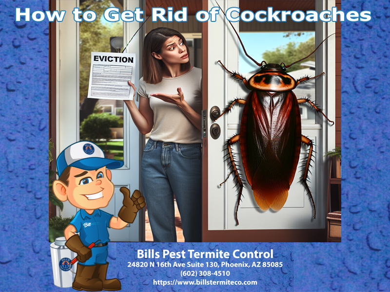 How to Get Rid of Cockroaches