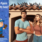 Why Do Pigeons Flock to My Home?