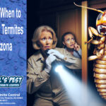 How and When to Check for Termites in Arizona