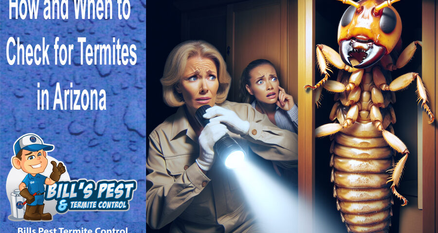 How and When to Check for Termites in Arizona