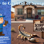 How to Get Rid of Scorpions Bills Pest Termite Control