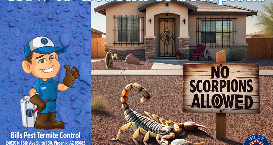 How to Get Rid of Scorpions Bills Pest Termite Control