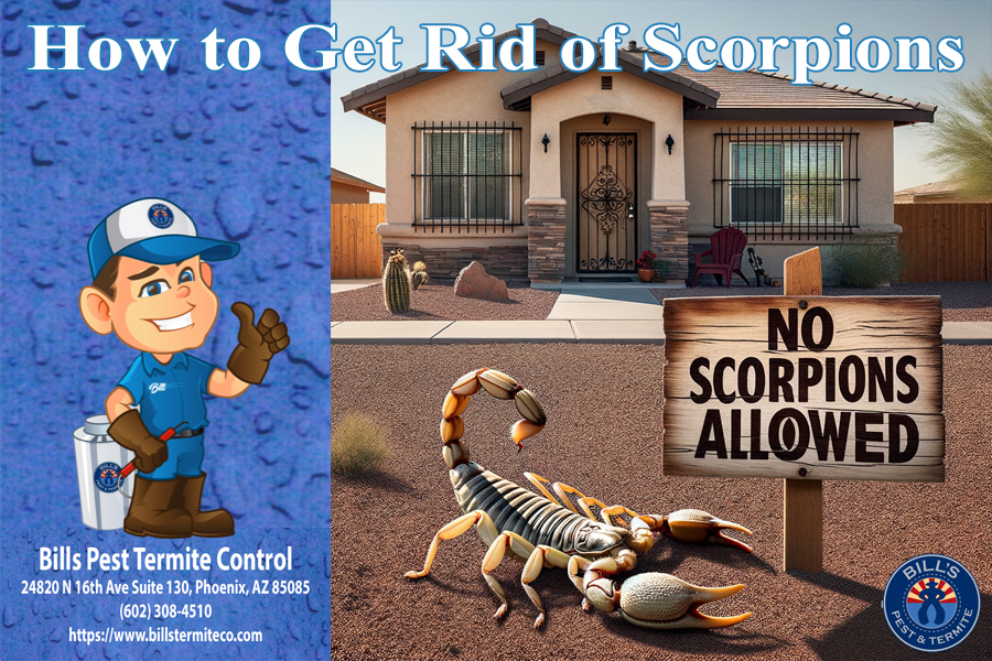 How to Get Rid of Scorpions Bills Pest Termite Control