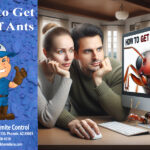 How to get rid of Ants - Bills Pest Termite Control