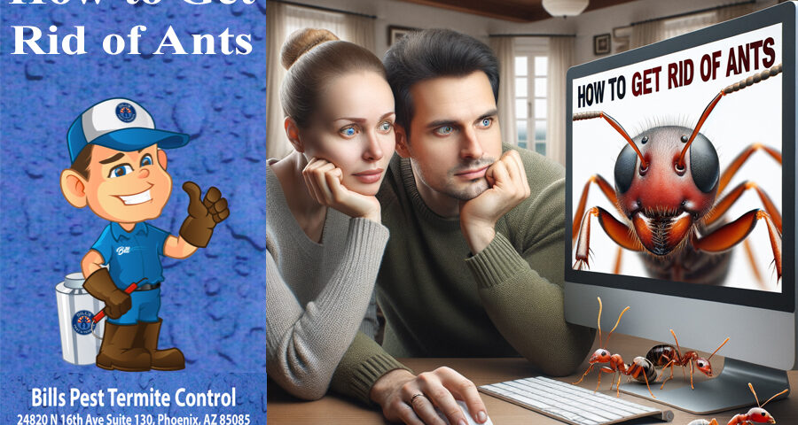 How to get rid of Ants - Bills Pest Termite Control